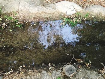 Reflection of trees in water