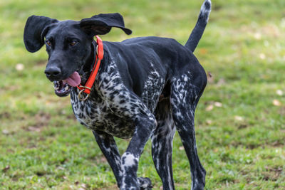 Black dog on field