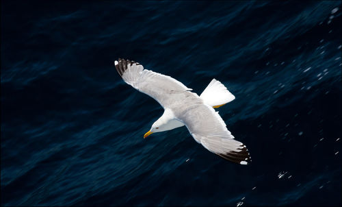 High angle view of bird flying over sea