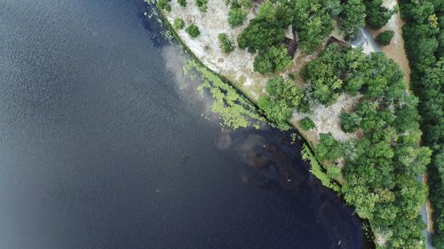 High angle view of plant on land