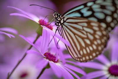 Close-up of butterfly pollinating on pink flower