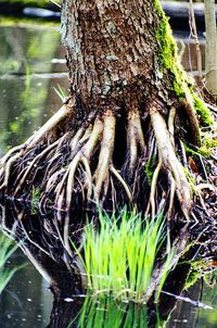 Close-up of plant in water