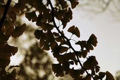 Low angle view of tree against sky