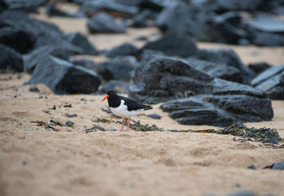 Eurasian oystercatcher  bird called tjaldur in icelandic, iceland