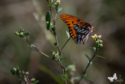 Close-up of butterfly pollinating on flower