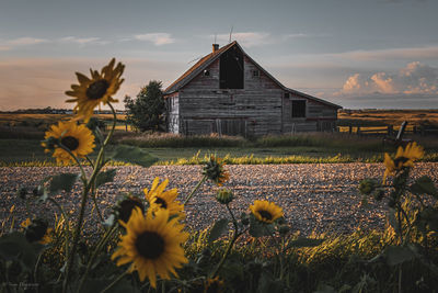 Close-up of yellow flowering plants on field against sky