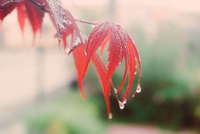 Close-up of wet red leaves