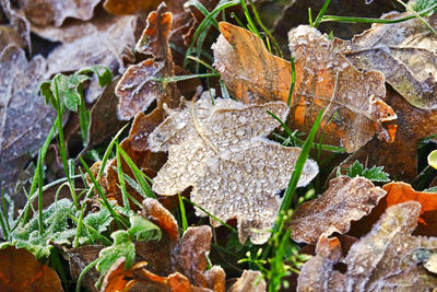 Close-up of frozen leaves on field during rainy season