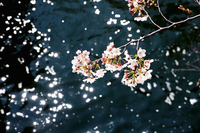 Close-up of cherry blossoms in spring