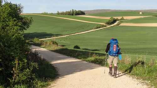 Rear view full length of man with hiking poles by field on road