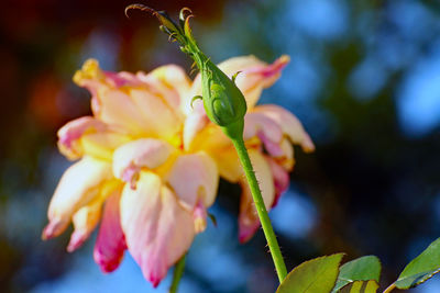 Close-up of red flowering plant