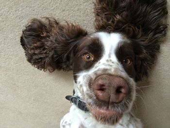 English springer spaniel close up of face whilst lying on his back. 