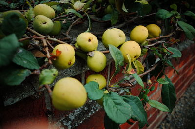 Close-up of apples on tree