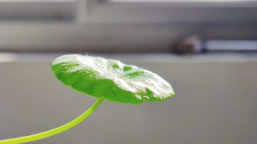 Close-up of green leaf