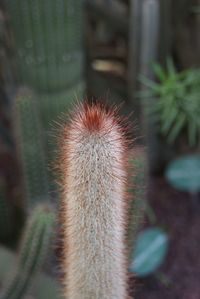 Close-up of cactus