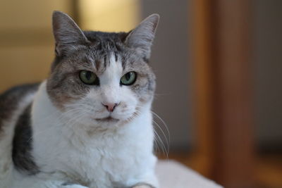 Close-up portrait of cat at home