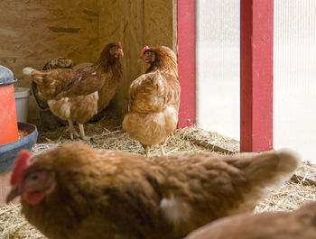 View of birds in farm