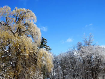 Low angle view of frozen trees against blue sky