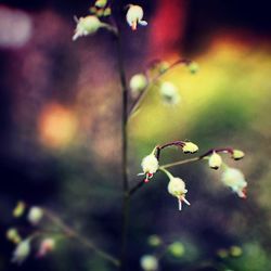 Close-up of flowers