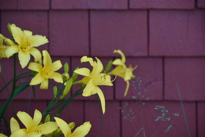 Close-up of yellow flowering plant