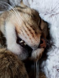 Close-up of cat sleeping