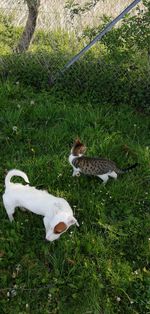 High angle view of birds on field