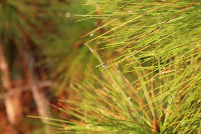 Close-up of insect on plant