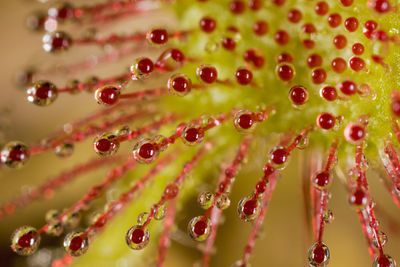 Drosera rotundifolia, the round-leaved sundew or common sundew in dubravica, croatia