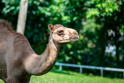 Close-up of an animal in zoo