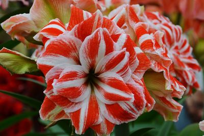 Close-up of red flowering plant