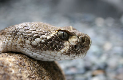 Close-up of snake on field