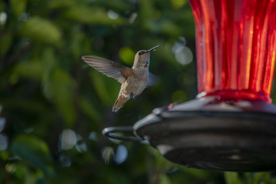 Close-up of hummingbird flying against blurred background