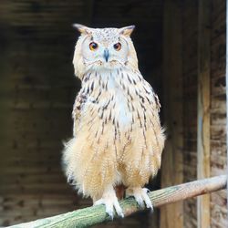 Close-up of a bird