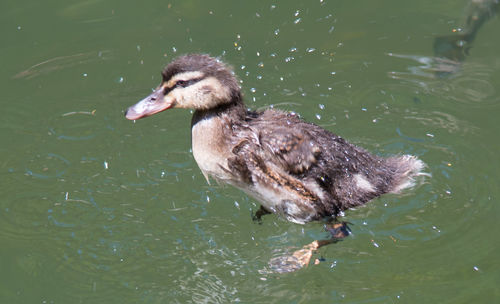 High angle view of duck swimming in lake