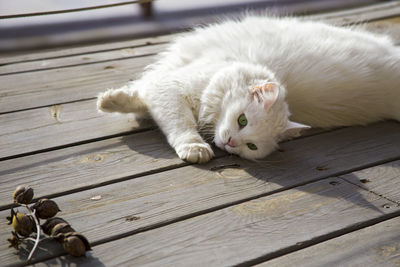 Close-up of cat lying on pier
