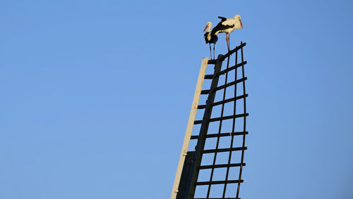 Low angle view of bird on building against clear sky