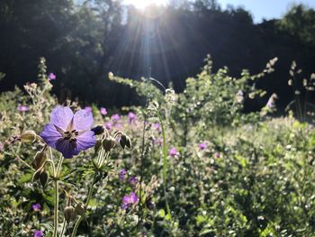 Close-up of purple flowering plants