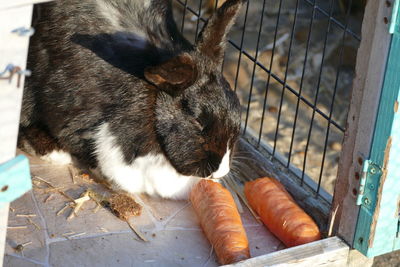 High angle view of rabbit eating food
