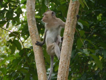 Low angle view of monkey sitting on tree in forest