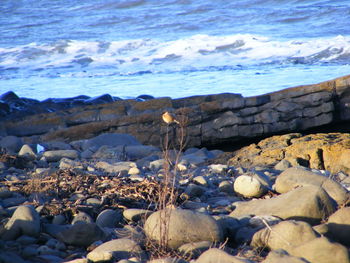 Scenic view of beach against sky during winter