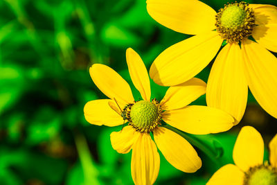 Close-up of honey bee on yellow flowering plant