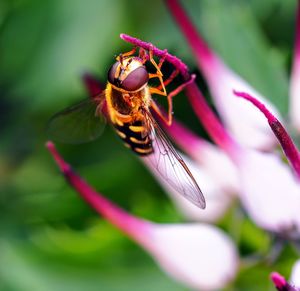 Close-up of bee pollinating on purple flower