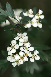 Close-up of white cherry blossoms