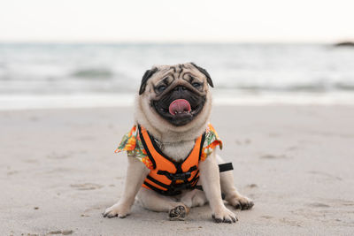 View of a dog on beach