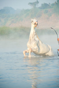 Side view of woman swimming in water