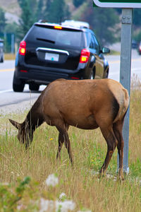 A female elk grazing extremely close to a busy highway.