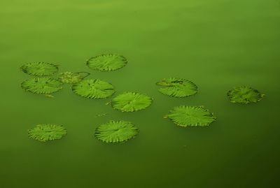 Close up of lily pads on water
