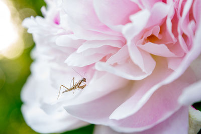 Close-up of insect on pink flower