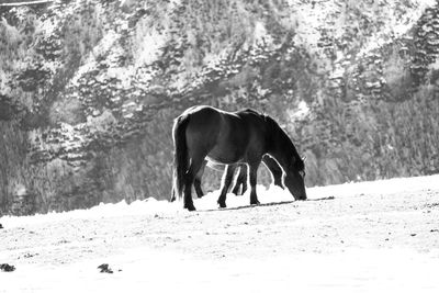 Horse standing in a field