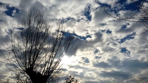 Low angle view of tree against sky